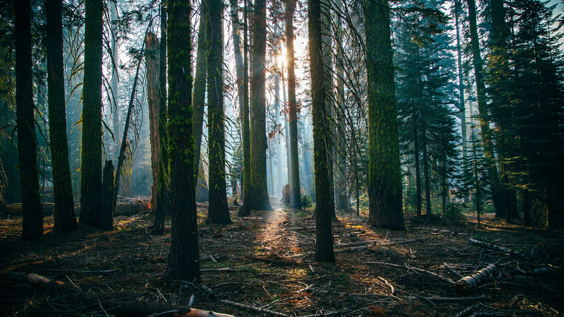 The Woman Who Talks to Trees.