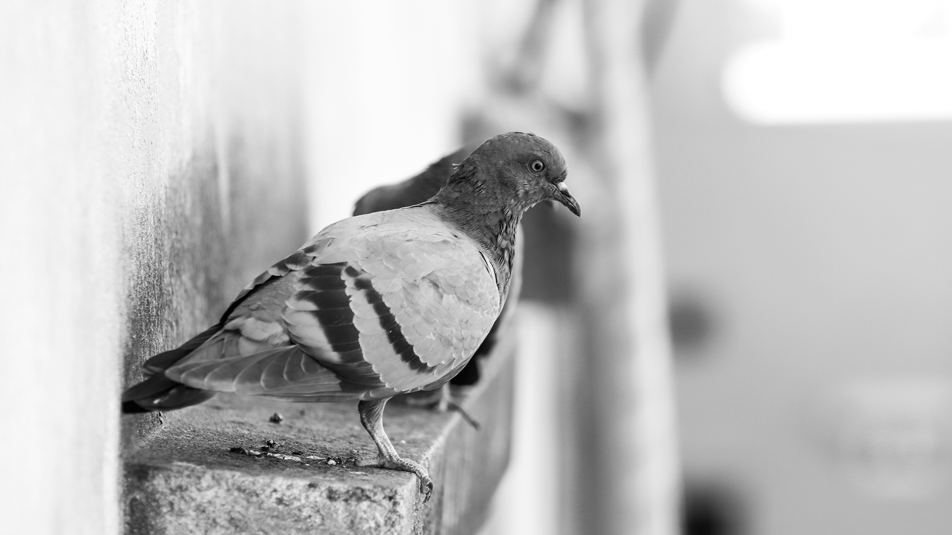 The Pigeon that Saved 194 Soldiers During World War I.