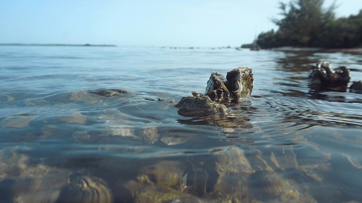 Photo by The Tampa Bay Estuary Program on Unsplash